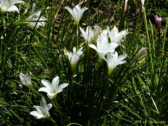 {Zephyranthes atamasco}